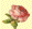 Pink Rose